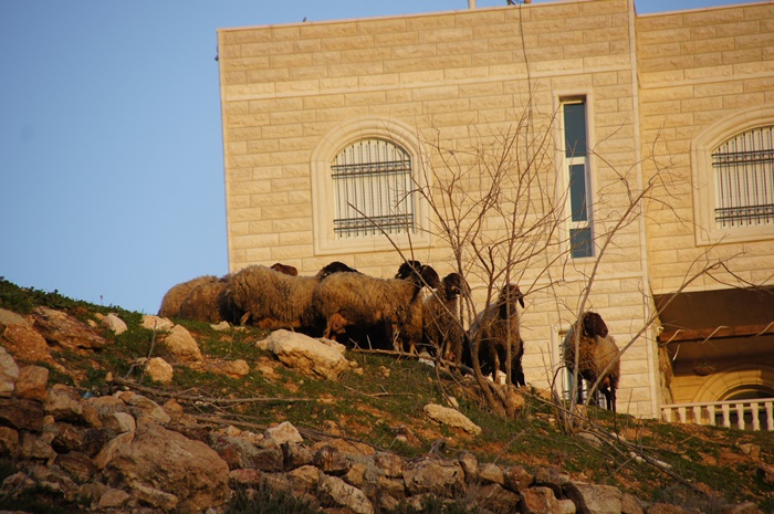 Widok z hotelu w Betlejem
